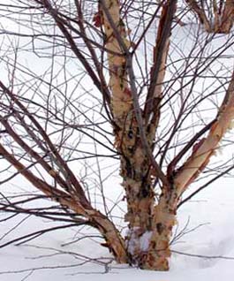 Betula Nigra "Little King"