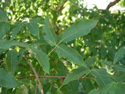 Acer trifolium detail