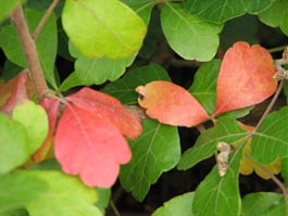 Rhus aromatica 'Gro lo'