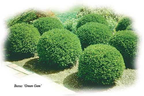 Boxwood green Gem