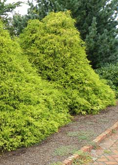 Threadleaf Falsecypresypress