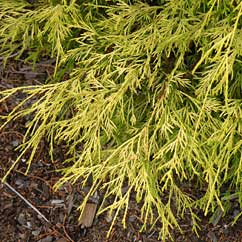 Threadleaf Falsecypress detail