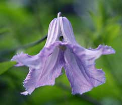 Wisteria Betty Corning