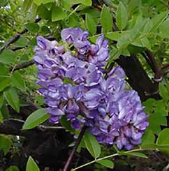 American Wisteria